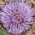 <font size="2"> Blüte.