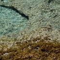 <font size="2.5">Flaches, klares Wasser