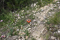 IMG_2935.JPG