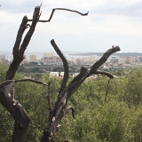<font size="2"><br />Blick auf Cala Millor.